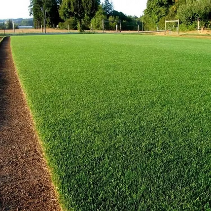 🔥Letzter Tag der Aktion 49% Rabatt🔥🌱2026 Immergrüne Zwerggras-Samen für alle Jahreszeiten | Dauerhaft, leuchtendes Grün das ganze Jahr
